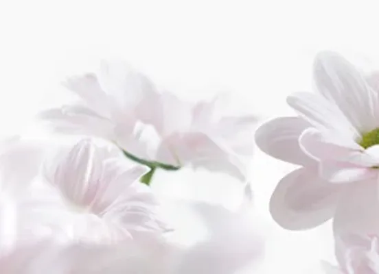 Décor fleurs Décor fleurs